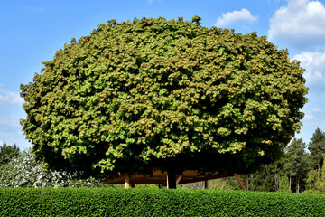 Ein imposanter Kugelahorn