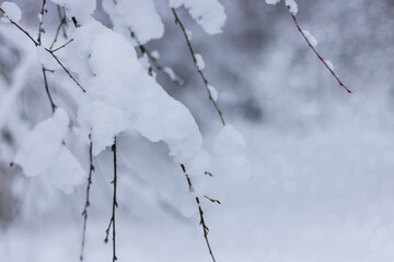 background with snow tree branches in the forest in winter