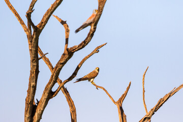 Pair of European Kestrel sitting in a tree snag