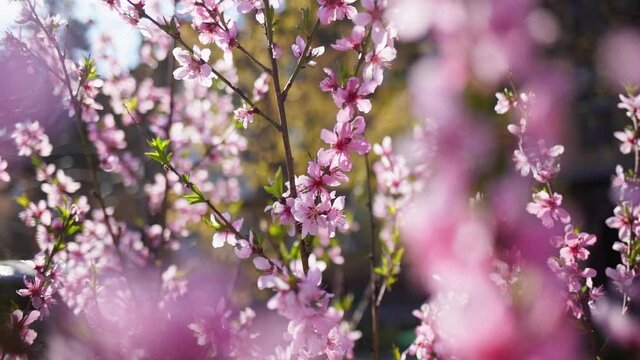 Beautiful fresh sunny pink blossom of spring trees. Abstract natural video background