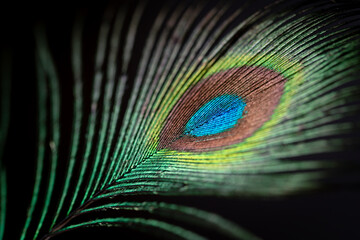 Photo of a peacock's feather. Photo with selective focus.