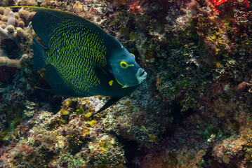French Angelfish swimming in the Caribbean Sea