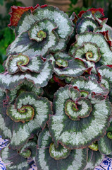 Close up leaves of the Begonia rex  'Escargot'