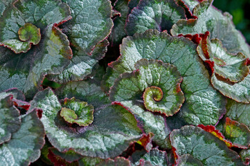 Close up leaves of the Begonia rex  'Escargot'