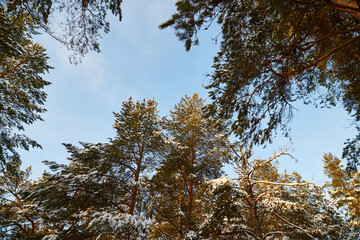 The tops of trees with With green branches against a blue sky