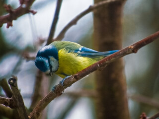 Blaumeise
