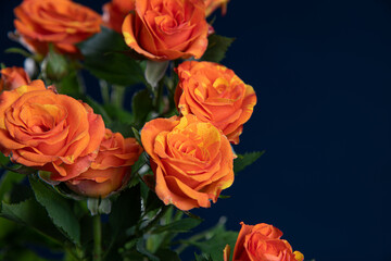 Obraz premium orange little roses