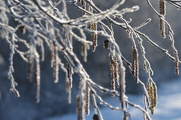 Gel dans la nature, noisetier