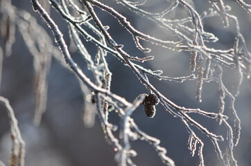 Arbuste givré en hiver