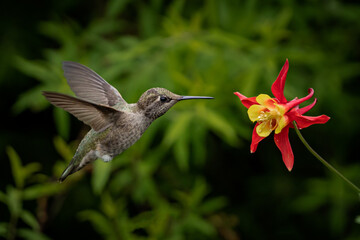 Hummingbird flying to the narcissus flowers © Debi Murk/Wirestock