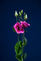 Obraz premium Purple lisianthus