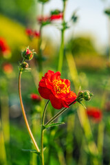 Geum 'Blazing Sunset'