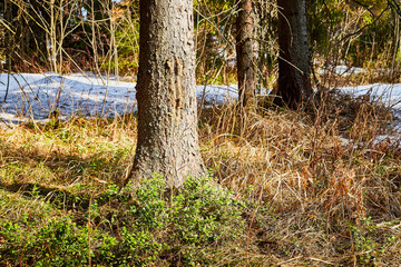 Thick tree trunk with bark in spring forest with snow drifts and small green grass