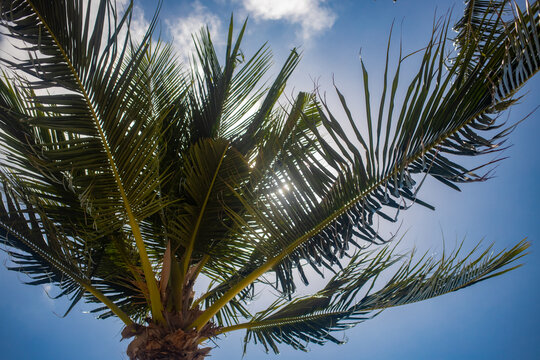 Palm tree on blue sky and sun shine