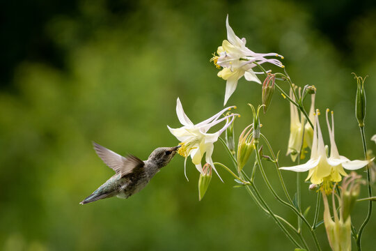 Closeup of a rufous hummingbird drinking nectar in a field under the sunlight