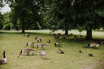 Patos en el parque Hyde de Londres