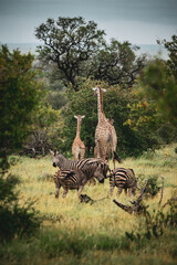 Giraffes and zebras side by side in the wild  © Philip