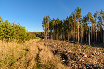 grass overgrown pathway between young forest old forest and a clearing