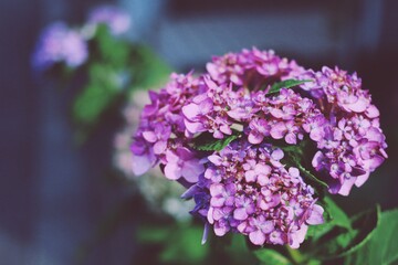 Delicate purple Japanese hydrangea close-up.