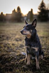 Australian Cattle Dog Blue Heeler Hund Rindertreiber