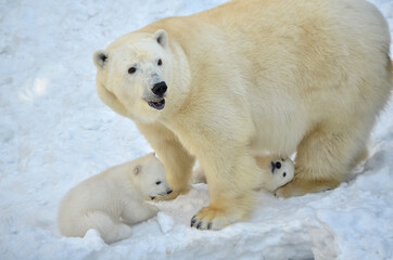 Naklejka na ściany i meble Polar bear with cubs.