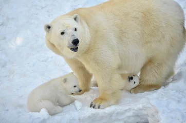 Fotobehang Polar bear with cubs. © elizalebedewa