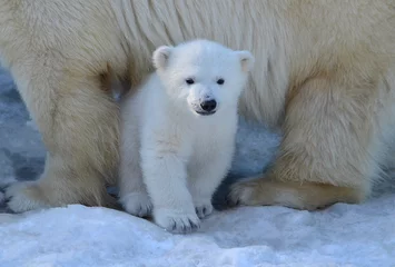 Fototapeten polar bear cub © elizalebedewa