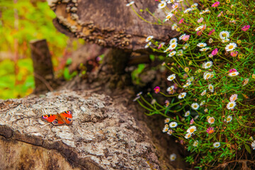 Peacock butterfly and Erigeron
