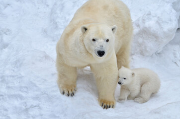 A polar bear with a bear cub.