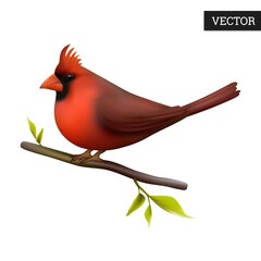 Northern cardinal isolated on a white background. Realistic (Cardinalis cardinalis). Vector illustration 3D. Beautiful wild red bird on branch. Icon bird. Design element.
