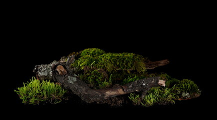 Green moss with twigs, tree barks isolated on black background, clipping path