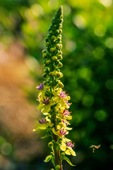 self seeded Verbascum