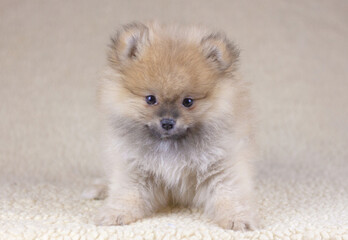 A small two-month-old Pomeranian puppy with round ears sits and looks at the camera. Looks like a teddy bear