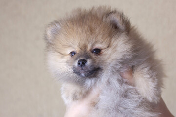 A small two-month-old Pomeranian puppy in the hands. Cute little face. Looks like a teddy bear