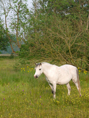 Obraz na płótnie Canvas Grey Pony in Paddock