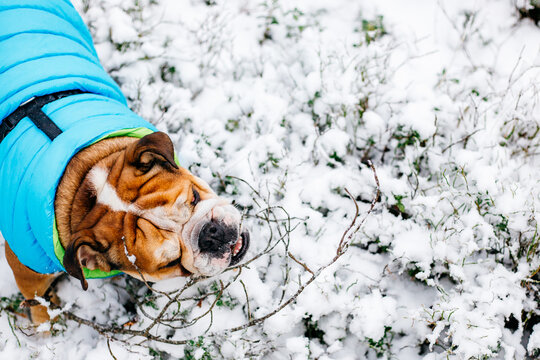 English Bulldog Playing In The Snow