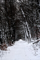 Waldweg im Hunsrück