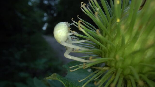 Die Ver&auml;nderliche Krabbenspinne Misumena vatia, ein typischer Lauerj&auml;ger, wartet auf Bl&uuml;ten auf unvorsichtige Insekten, die sie packen und aussaugen kann