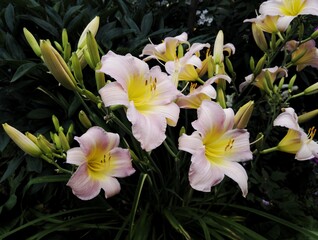 flowers in the garden-lily 