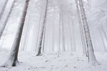 Winterwald im Nabel mit Schnee