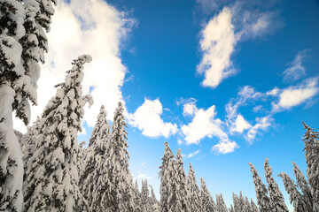 Baumspitzen von unten fotorafiert mit Schnee und blauen Himmel
