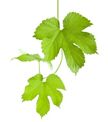 Green leaves of grapes isolated on white.