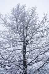 Winterwald im Nabel mit Schnee