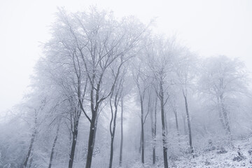 Winterwald im Nabel mit Schnee