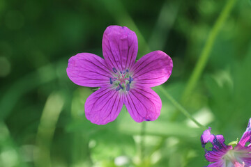 Purple five-petal flower on green background
