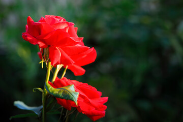 Red rose flower background. Red roses on a bush in the garden. Red rose flower on a dark green blurred background of leaves. Red rose, black magic. close-up