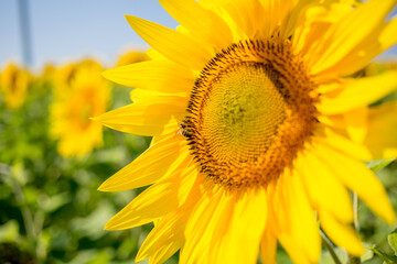 Fototapeta premium sunflower flower close up