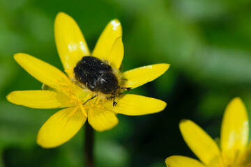 beetle Tropinota hirta on yellow meadow flowers Ficaria verna. beetle on a spring flower, on a blurred green background. insects on flowers, nature macro. furry black pest beetle, close-up