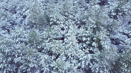 Landscape with snowy forest with dense yong fir trees covered with snow.