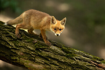 Young red fox, vulpes vulpes, walking on tree in summertime nature. Little orange mammal moving on trunk in wilderness. Baby predator going on wood from side.